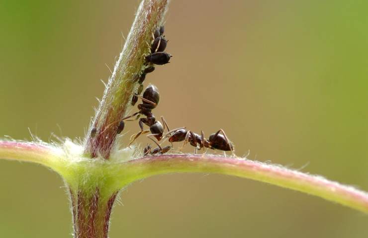 insetti predatori eliminarli