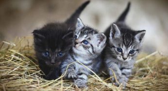 Baciare i gatti: attenzione, quale malattia può trasmettere