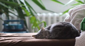 Gatti: come proteggere la casa dai graffi