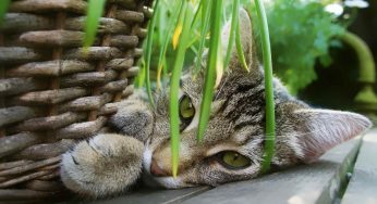 Piante velenose per gatti: a quali bisogna stare attenti