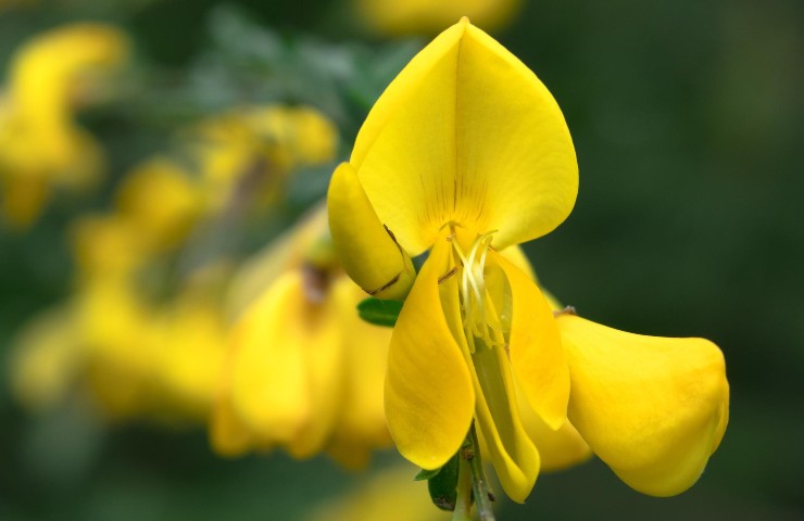 pianta velenosa ginestra