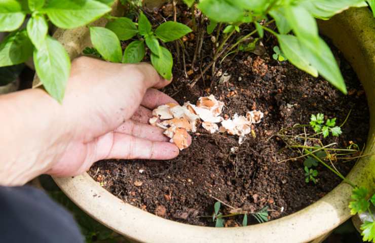 gusci uova fertilizzanti piante