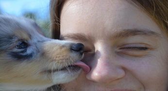 Baci ai cani: quali malattie si possono trasmettere?