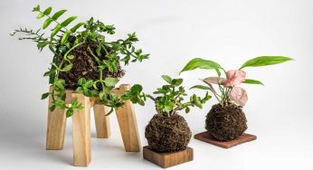 Kokedama, l’arte di coltivare senza il vaso