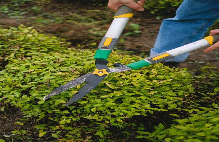 giardinaggio lavori giugno