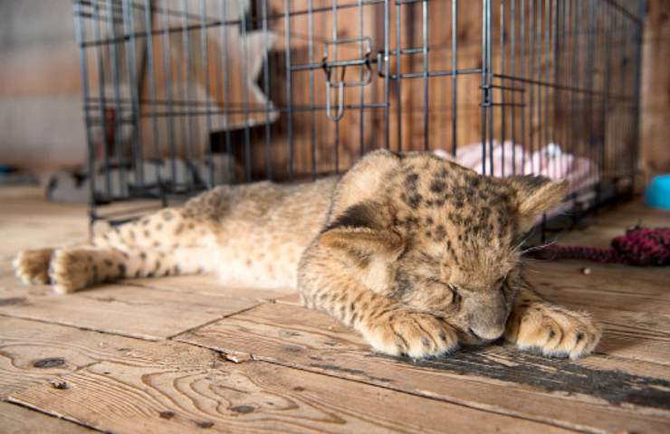 animali non domestici casa vietati