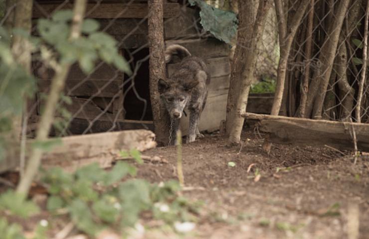 animali vietati carcere