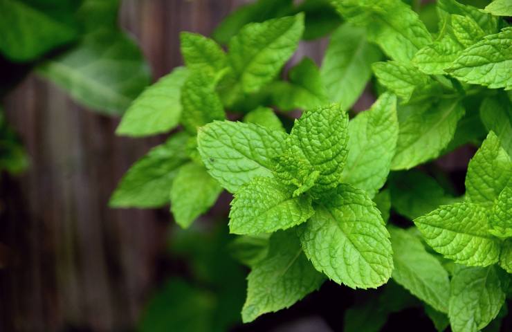 menta pianta velenosa uomo