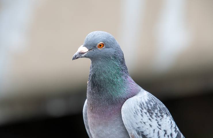 Piccioni: questa pianta può allontanarli dal balcone