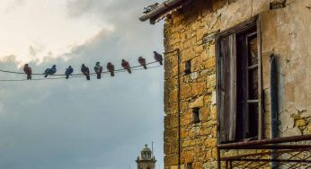 Piccioni: questa pianta può allontanarli dal balcone