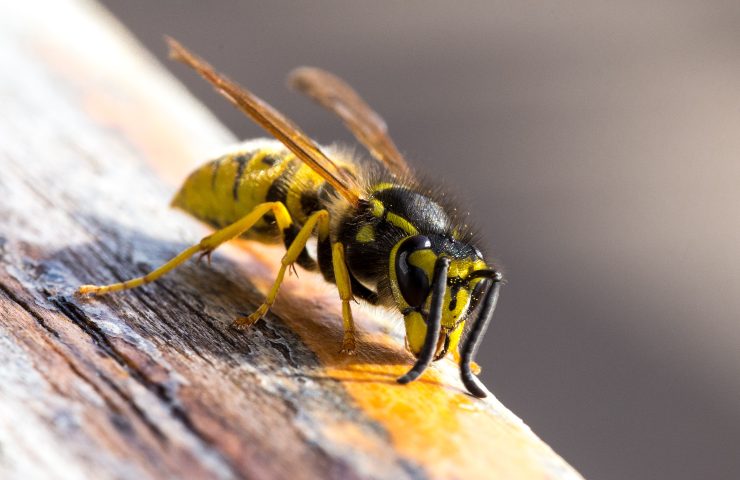 puntura calabrone rimedi