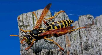 Vespe: esistono delle piante per tenerle lontane