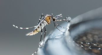 Zanzare, mito da sfatare: questo rimedio non funziona