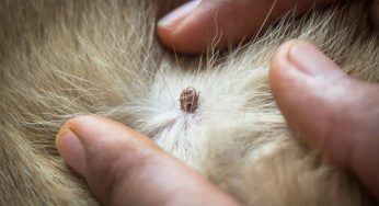 Allarme zecche: il cane può trasmetterle all’uomo?