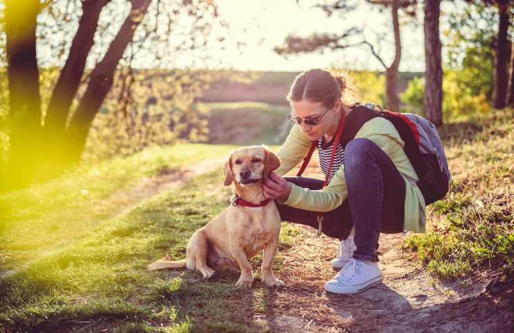 zecche cane uomo