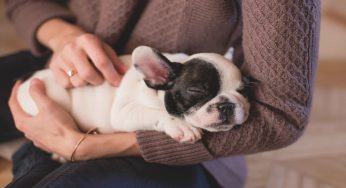 Vuoi adottare un cane? Devi prima avere alcune informazioni