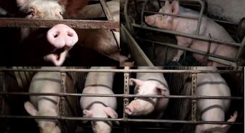 Allevamenti di maiale: cosa si nasconde dietro la produzione di prosciutto