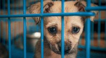 Rapporto Zoomafia 2022: crimini contro gli animali in Italia