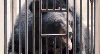 Orsi della luna vittime di agghiaccianti torture solo per estrarre la loro bile