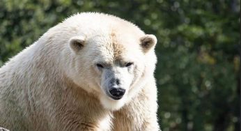Orsi polari allo zoo, enorme sofferenze per il caldo: parte una petizione