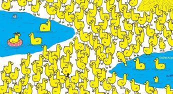 Riesci ad individuare il pulcino tra le anatre? | Test