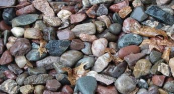 Riesci ad individuare l’animale nella foto? | Test