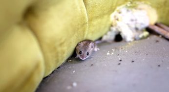 Topi attratti dalla casa: come possono entrare