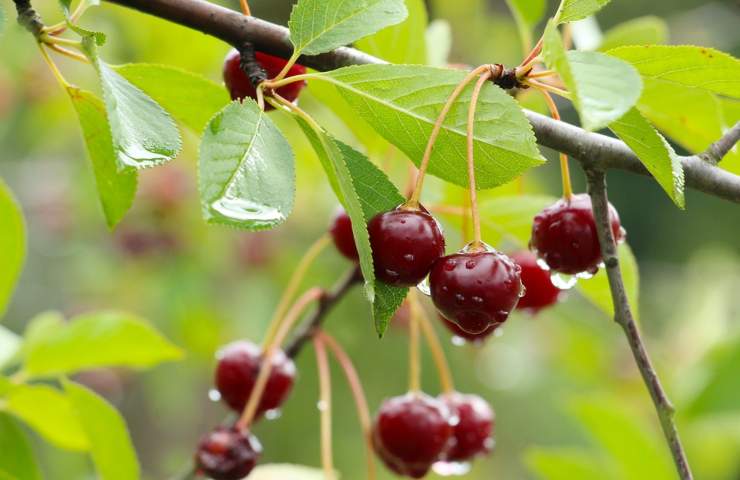 Alcune ciliegie che pendono da un albero