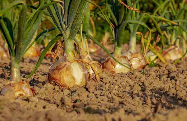 Alcune piante di cipolle in un orto