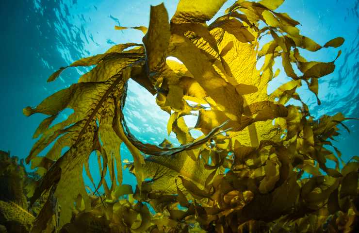 Alghe marine tossiche