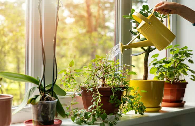 Annaffiare piante in casa 
