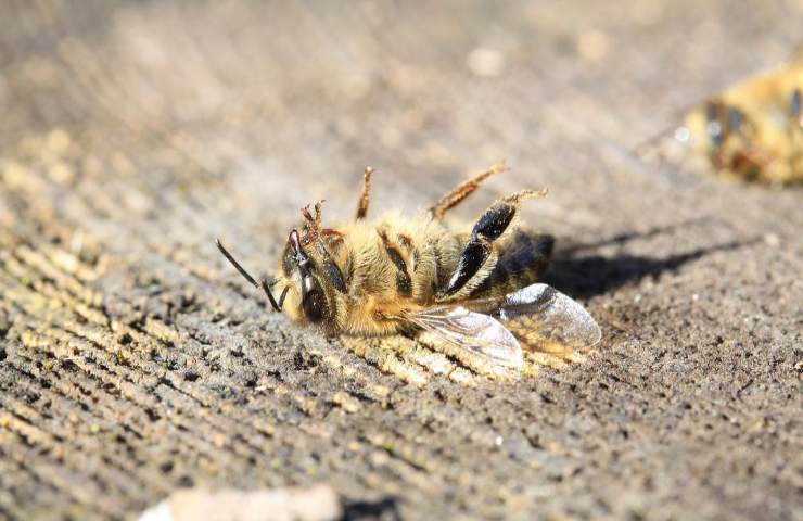 insetti morti dentro frutto