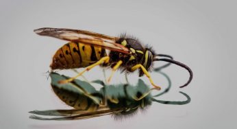 Calabrone, come riconoscerlo da api e vespe: le differenze