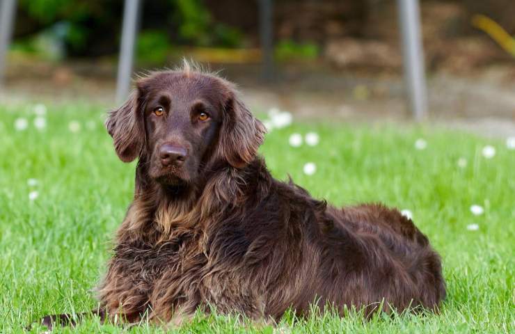 Cane mangia insetti