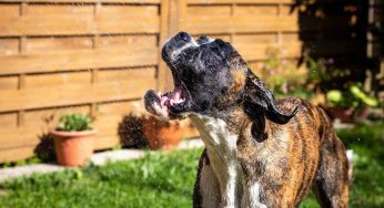 Come rinfrescare il cane che soffre il caldo