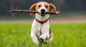 Il tuo cane mangia le feci? Ecco perché succede