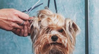 Attenzione alla tosatura del cane: perché può essere pericolosa