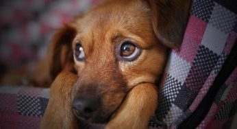 Cane castrato: come si sentirà dopo l’intervento