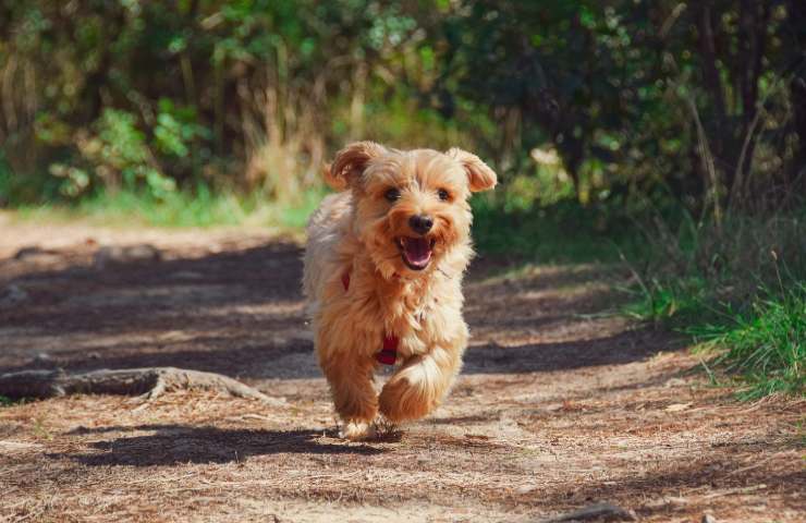 Cane mangia insetti