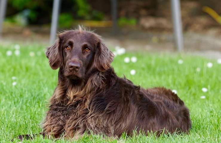 cane castrazione reazioni