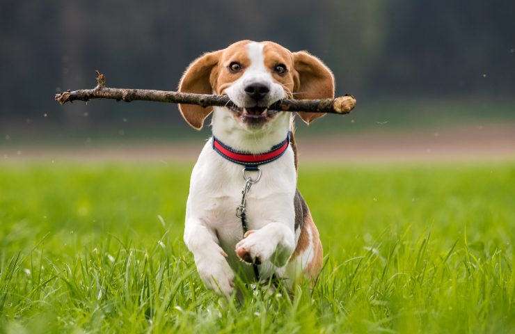 Cane mangia feci