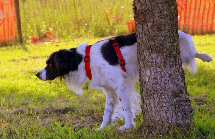 cane pipì urina rischi uomo