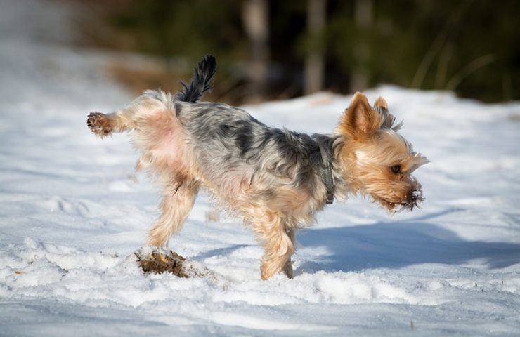 cane pipi urina uomo rischi