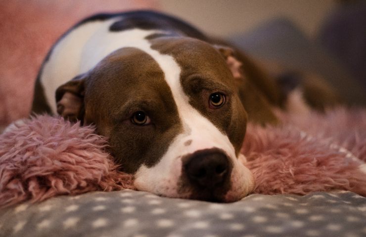 cane apatico ritorno casa padrone motivo