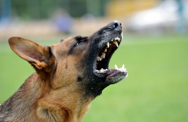 perché cane abbaia ospiti