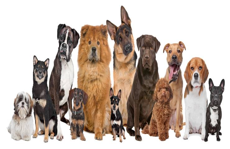cani razze ideali figli