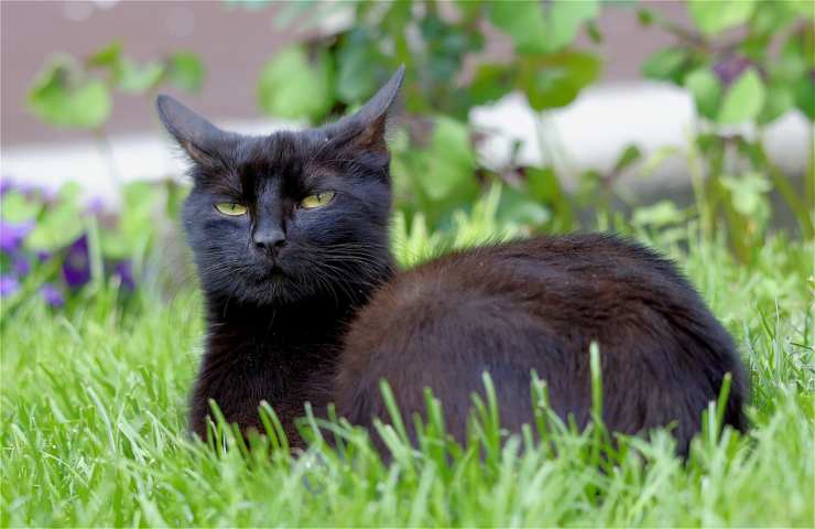 Che nome dareste a questo bel gatto nero?