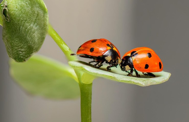 Coccinelle anti parassiti 