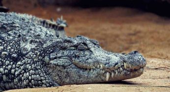 Avvistato coccodrillo in Italia, testimone sconvolto: ecco dove