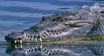 Coccodrillo avvistato in Italia, era solo uno scherzo: l’annuncio